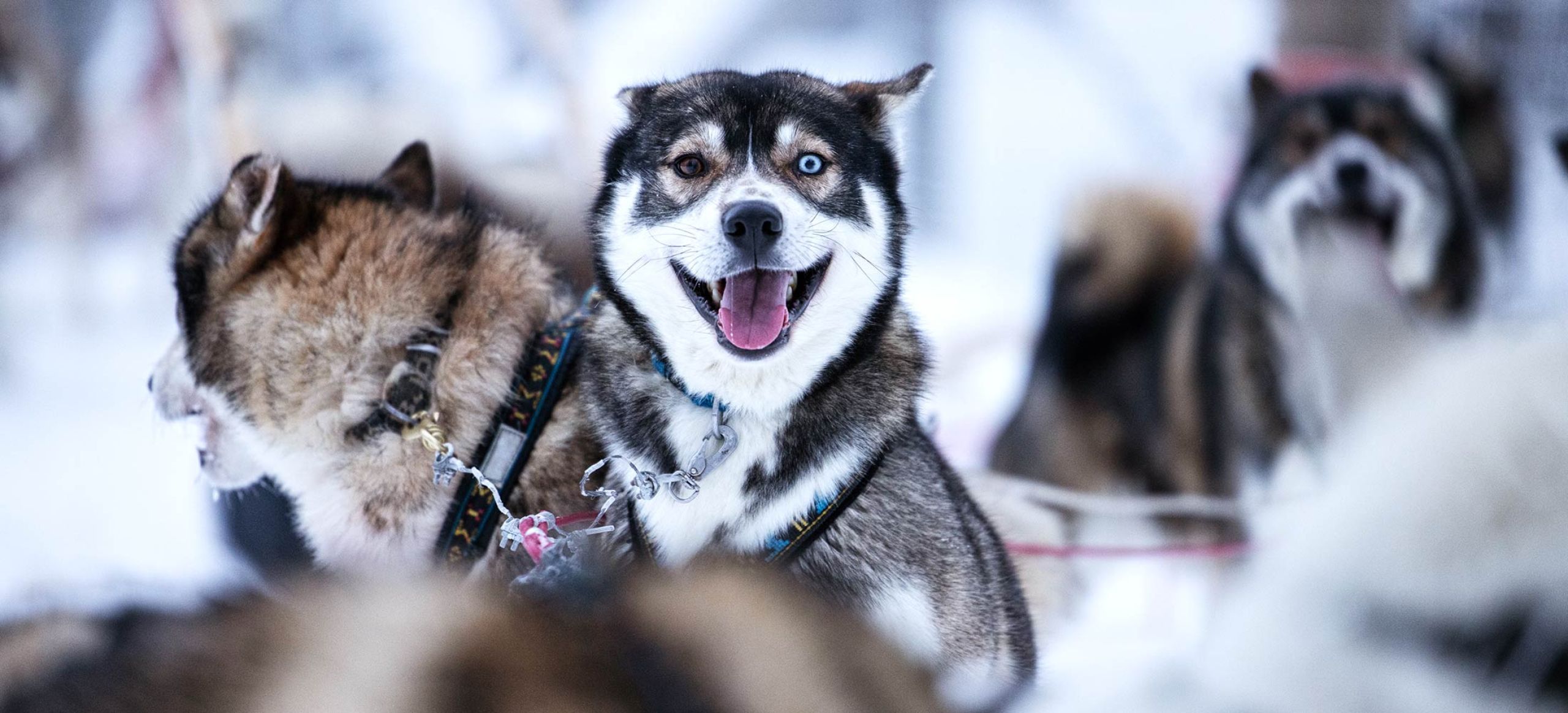huskysafari-kuusamo-ruka